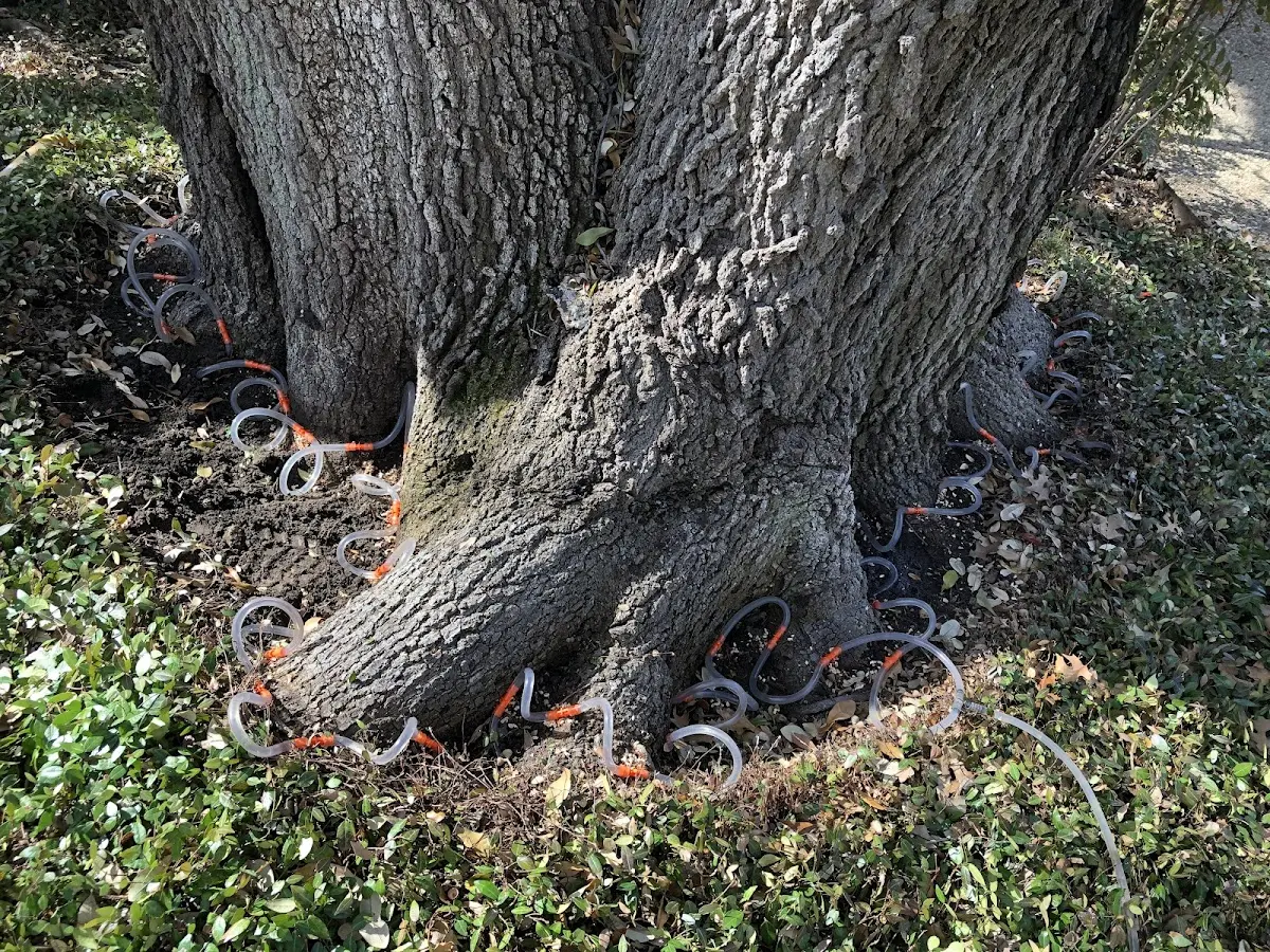 Detailed Tree Cabling and Bracing job site in Hyannis Port