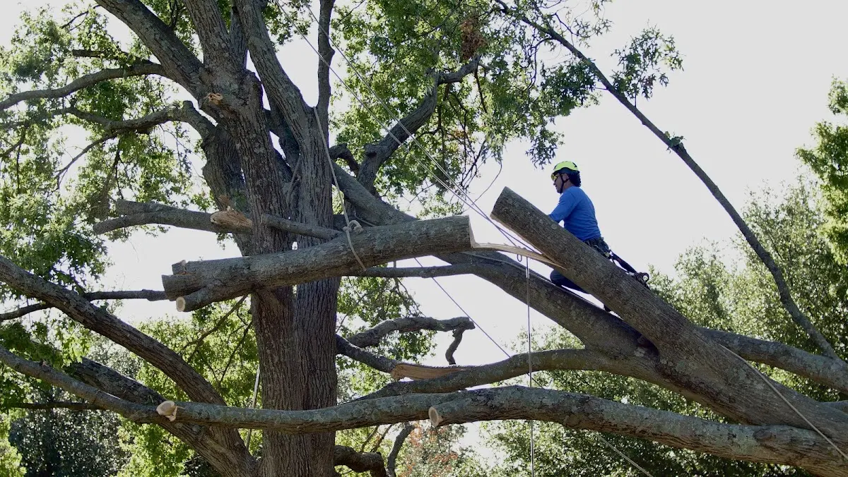 Professional Crown Thinning performed by certified arborists in Hyannis Port