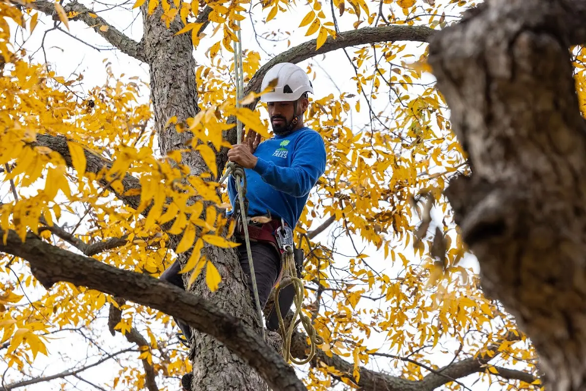 Skilled Tree Pruning crew working in Hyannis Port